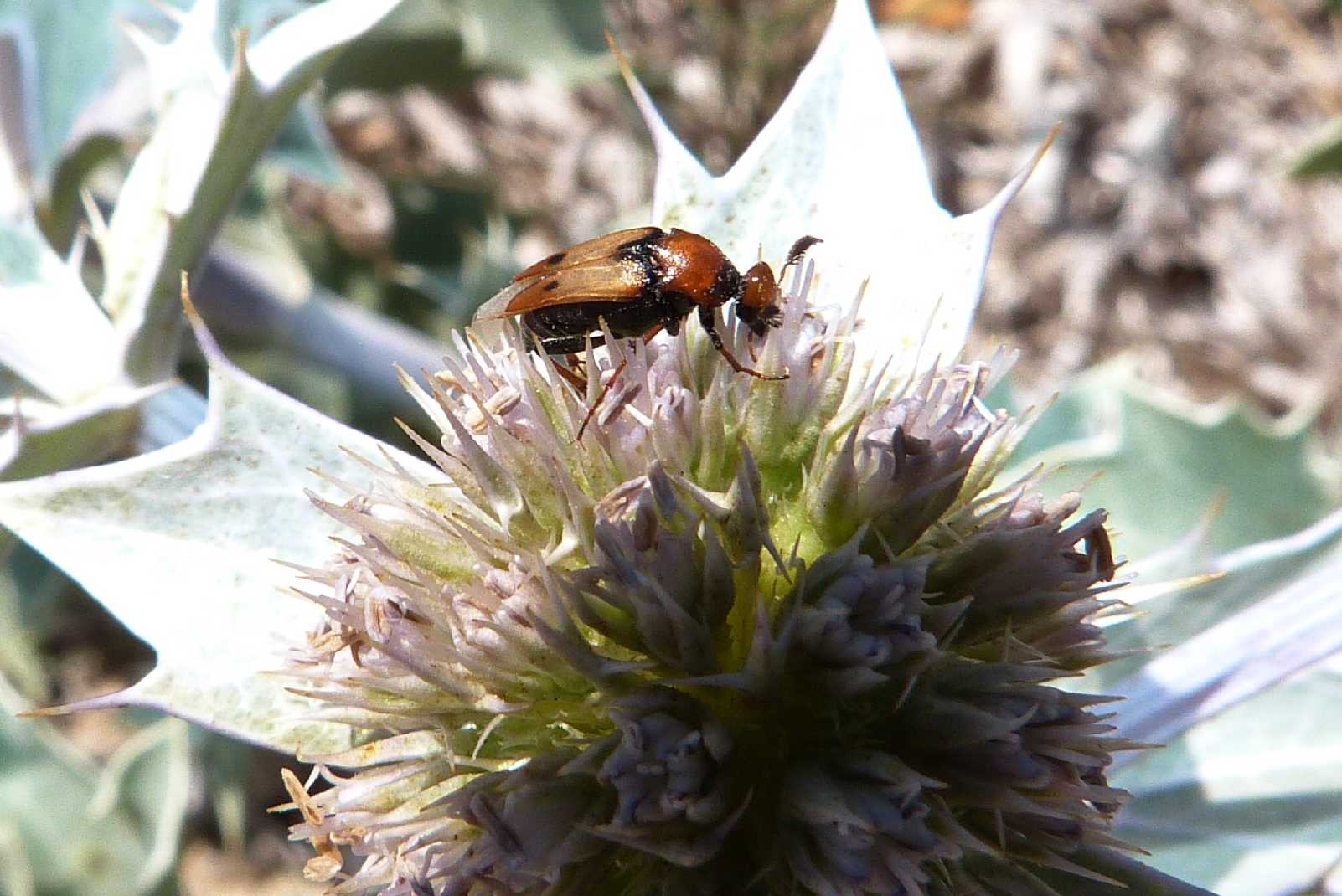 Macrosiagon tricuspidatum? (Rhipiphoridae)